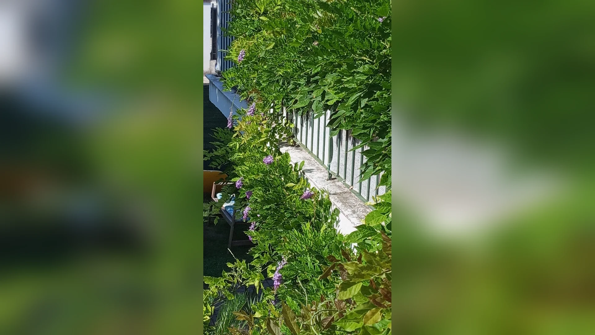 Il glicine ci concede ancora i suoi fiori in piena estate... e la sua fresca ombra ci ripara sul terrazzo